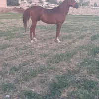 اسب اصیل عرب ۸ ساله