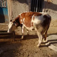 گاو جوان سیمنتال|حیوانات مزرعه|هشترود, |دیوار