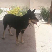 سگ نر چش ابی