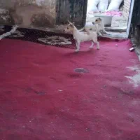 سگ پا کوتاه