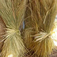کاه . کلوش