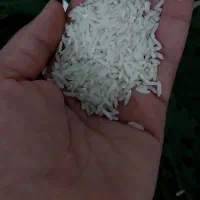 برنج هاشمی خالص،ارگانیک