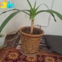 گل گلدان