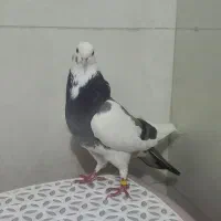 کبوتر گوره ابلق|پرنده|کوهدشت, |دیوار