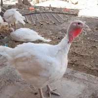 بوقلمون بیوتی سه ماهه