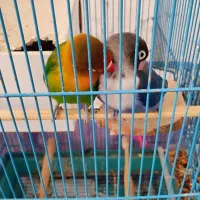 طوطی برزیلی نر و ماده جفت با قفس