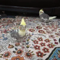 یک جفت عروس هلندی|پرنده|یاسوج, |دیوار