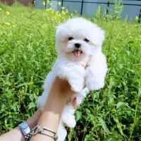 سگ نژاد مالتیز