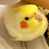 عروس هلندی سخنگو