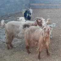 ۲۵ راس بزوبیگ  بختیاری و ۱ راس دوبر درجه یک