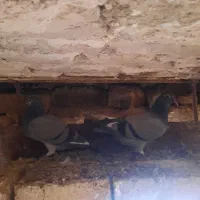 کبوتر پلاکی جوجه