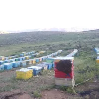 عسل طبیعی ساکاروز ۲.۵ ، پرولین ۶۳۳