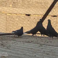 دم سفید|پرنده|برازجان, |دیوار