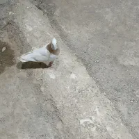 قفس .طوقی|عمده‌فروشی|اردکان, |دیوار