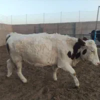 فروش دوراس تلیسه سمیینتال اصل|حیوانات مزرعه|نیشابور, ریوند|دیوار