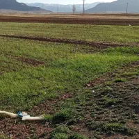 کود گوسفندی نرم و خشک