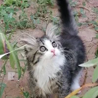 گربه واگذاری لانگ هیر