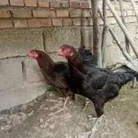 مرغ لاری