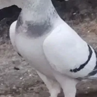 انواع کفتر هوای وجفتی پلاکی .بهبهانی.شهری