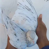 کبوتر  هفت رنگ  لطفا اگهی کامل خوانده شود|پرنده|زاوه, |دیوار