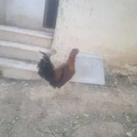 خروس محلی گلین اصل|حیوانات مزرعه|شیراز, ویلاشهر|دیوار