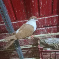 کبوتر پلاس افغان