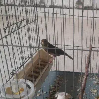 قناری ماده با جوجه