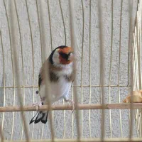 سهره ، قناری ، طوطی