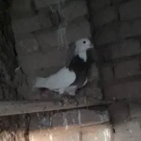 کفتر رنگه والمانی