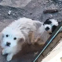 پاکوتاه خوشگل|سگ|تربت جام, میان جام|دیوار