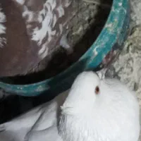 کبوتر گمشده