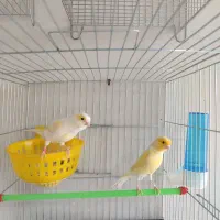 قناری مست آماده جفت|پرنده|هشتگرد, گلسار|دیوار