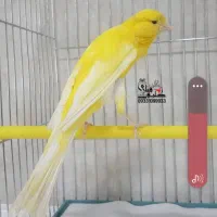قناری دستی مست