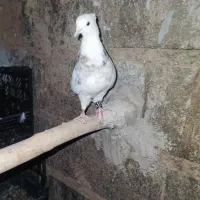 کبوتر|پرنده|رامهرمز, |دیوار