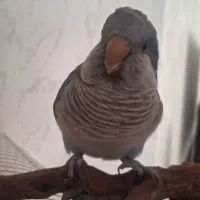 طوطی راهب