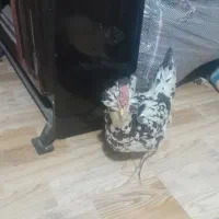 ۱دونه مرغ گلین|حیوانات مزرعه|اصفهان, شهرک کاوه|دیوار