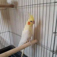 عروس هلندی  نر،ماده  تخم گذار