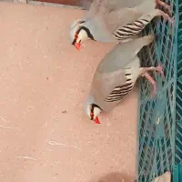 دوتا بلدرچین ماده