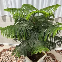 گل طبیعی کاج مطبق|گل و گیاه طبیعی|جوانرود, |دیوار