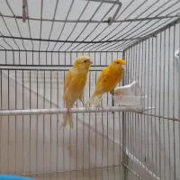 ۴ عدد قناری