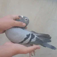 کبوتر پلاکی سرعتی ۶عدد نامبروان