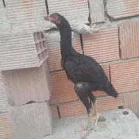 جوجه  لاری
