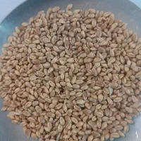 گندم بذری|عمدهفروشی|نهاوند, |دیوار