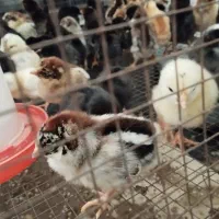 جوجه آمروک وگلپایگانی