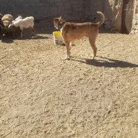 سگ گله|سگ|نیمبلوک, |دیوار