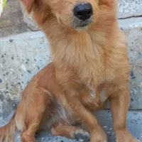 سگ پا کوتاه