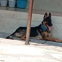 سگ ژرمن|سگ|سنگر, |دیوار