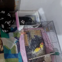 طوطی|پرنده|رودهن, |دیوار