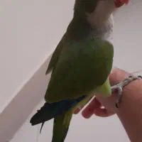 طوطی راهب ۴ ماهه سخنگو|پرنده|کرج, شاهین‌ویلا|دیوار