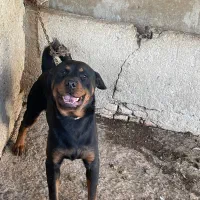 رود جفت نر و ماده